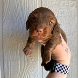 Ginger snap - Chocolate male Dachshund puppy in New Mexico from Long Dog Ranch