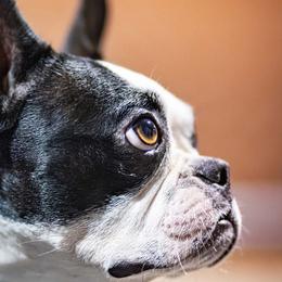 Willow Bean - Boston Terrier