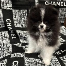 Teddi - Black parti male Pomeranian puppy in Ukiah, California from Puffball Poms