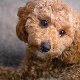 Goldendoodles from Nuttall's Goldendoodles