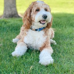 Kirby - Goldendoodle