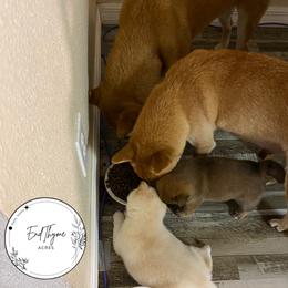 Shiba Inu Puppies from EndThyme Acres
