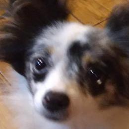 Soso - Chihuahua