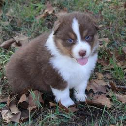 Addison - Red tri-color female Australian Shepherd puppy in Kansas, Oklahoma from Windy G Farm