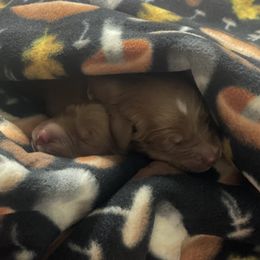 Boy 3 - Golden Retriever puppy from Red Ridge Retrievers
