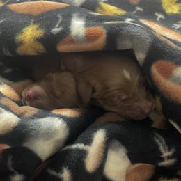 Boy 3 - Golden Retriever puppy from Red Ridge Retrievers