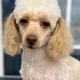 Rosie - Poodle