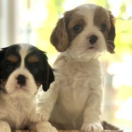 Cavalier King Charles Spaniels from Cavi Love
