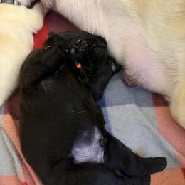 Snickers - Black male Labrador Retriever puppy in Eugene, Oregon from LakeHouse Labrador Retriever LLC