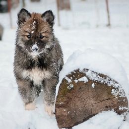 Siberian Husky Puppies from Hill Top Huskies