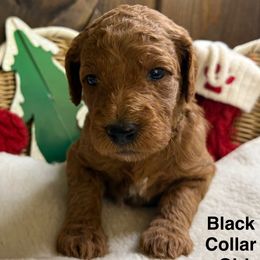Blackie - Red  female Goldendoodle puppy in Clermont, Florida from Da Ruba Doodles