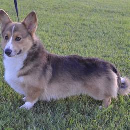 Gunner - Pembroke Welsh Corgi