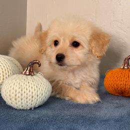813 Girl 2 - Cream female Maltipoo puppy in Bakersfield, California from Silvia's Maltipoos