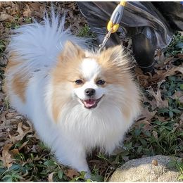 Coconut - Pomeranian