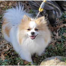Coconut - Pomeranian