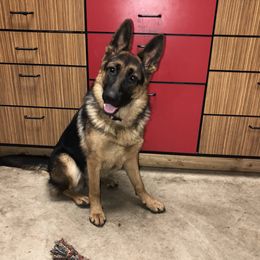 German Shepherd Puppies from Oregon German Shepherds