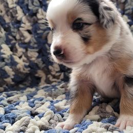 Australian Shepherd Puppies from Slemmer Aussies
