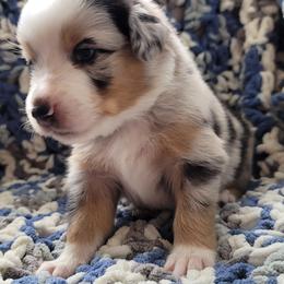 Australian Shepherd Puppies from Slemmer Aussies