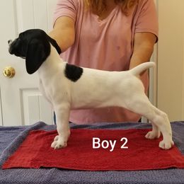 Boy 2 - German Shorthaired Pointer puppy from Kiroden German Shorthaired Pointers