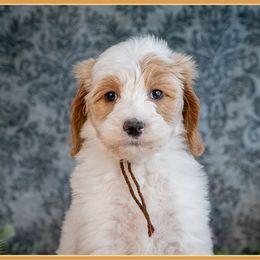 Kelsie - Red  female Goldendoodle puppy in Connersville, Indiana from Deaz Doodle Ranch