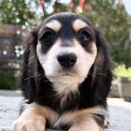 Vera - Black and cream female Dachshund puppy in Redding, California from Jean & Mae Doxies