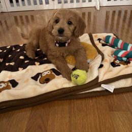 Bernedoodle and Goldendoodle All Grown Up from Kimberlee’s Kennels