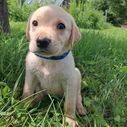Boy 2 - Yellow male Labrador Retriever puppy in Potosi, Wisconsin from Point and Flush Gun Dogs