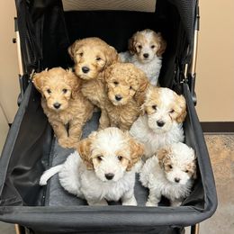 Bernedoodle, Goldendoodle, and Poodle Puppies from Anam Cara Pups