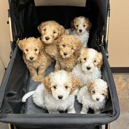 Bernedoodle, Goldendoodle, and Poodle Puppies from Anam Cara Pups