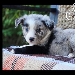 Sevyn - Price 1975 - Blue merle male Miniature Australian Shepherd puppy in Ennis, Texas from God’s Little Aussies