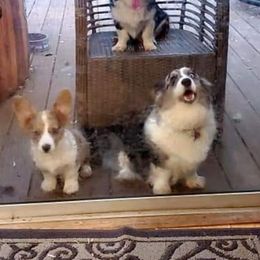 American Corgi All Grown Up from Enchanted Corgi Butts