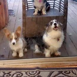 American Corgi All Grown Up from Enchanted Corgi Butts