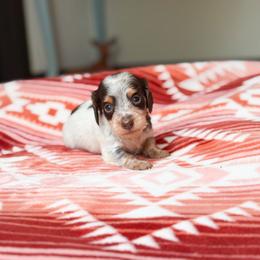 Salem - Chocolate and tan male Dachshund puppy in Salters, South Carolina from Long-Pine Dachshund