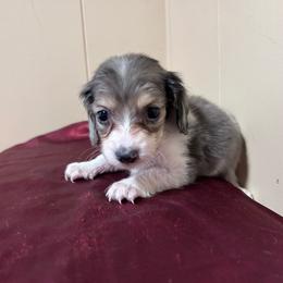 Ash - Piebald male Dachshund puppy in Spring Creek, Nevada from Hobby Horse Mini Doxies