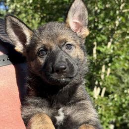 Purple - Sable female German Shepherd puppy in Buffalo, West Virginia from Z Tykev Vino LLC