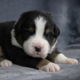 Gemma - Black tri female Miniature Australian Shepherd puppy in Menomonee Falls, Wisconsin from Hunt N Oaks
