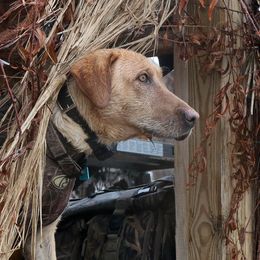 Labrador Retrievers and Portuguese Water Dogs from Woodsmoke Kennels