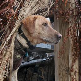 Labrador Retrievers and Portuguese Water Dogs from Woodsmoke Kennels