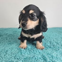 Black and cream female - Black and cream female Dachshund puppy in Belle Rive, Illinois from Akin's Miniature Dachshunds, LLC