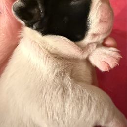 Wilma - White and brindle female French Bulldog puppy in Billings, Montana from Sugarloaf French bulldogs and Australian cattle dogs