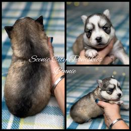 Bonnie - Silver and white female Pomsky puppy in Rossville, Georgia from Scenic City Pomskies