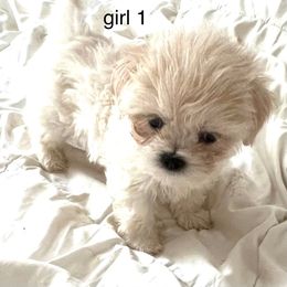 Lhasa Apso Puppies from Tibetan Tails