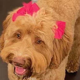 Dolly - Goldendoodle