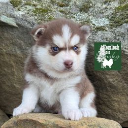 Booth - Red and white male Pomsky puppy in Venus, Pennsylvania from Hemlock Pines Pomsky