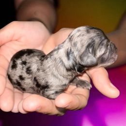 Junie - Merle female Cockapoo puppy in Murphy, North Carolina from Christina’s Puppy Utopia
