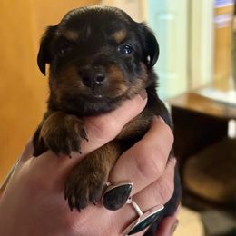 North Star Gems' Arlo - Black and tan male Prague Ratter puppy in Seward, Alaska from North Star Gem’s Prague Ratters