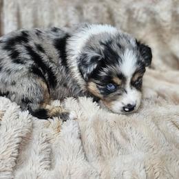 Neytiri - Blue merle female Miniature Australian Shepherd puppy in Orrtanna, Pennsylvania from Mountain Top Shepherd's