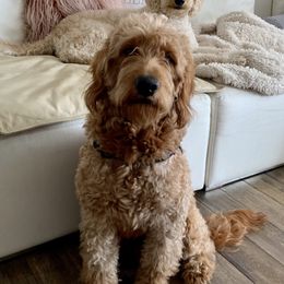 Taz - Goldendoodle