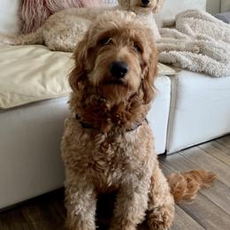 Taz - Goldendoodle