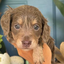 Isabella and Cream AKC - Fawn (isabella) and cream female Dachshund puppy in North Branch, Michigan from Monarch Miniature Dachshunds